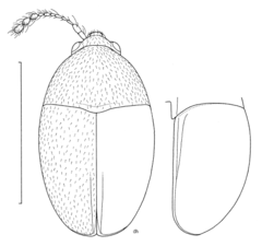 Description de l'image COLE Staphylinidae Baeocera punctatissima.png.