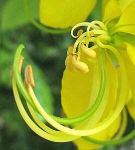 Flower detail