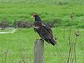 Cathartes aura, famiglia Cathartidae