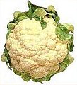 Image 30Cauliflower – Brassica oleracea var. botrytis (from Evolutionary history of plants)