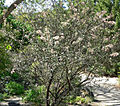 Ceanothus crassifolius