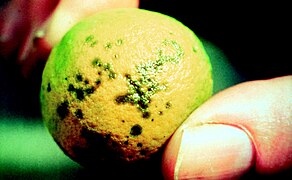 Citrus canker, caused by the gammaproteobacterium Xanthomonas axonopodis