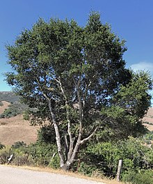 Tree growing by a roadside in California