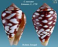 Linnaeus 1758 sea snail