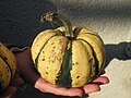 30 novembre 2007 Qualifier un autre contributeur de « tête de courge patidou » est proscrit sur Wikipédia.