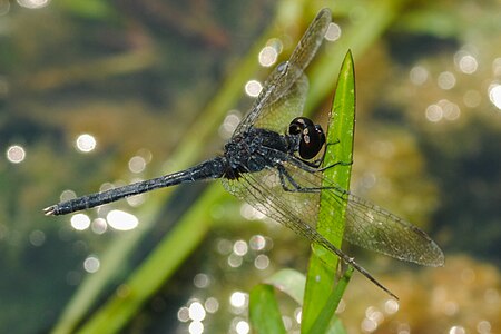 Diplacodes lefebvrii male