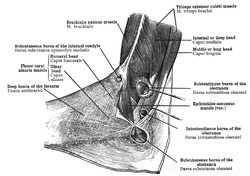 Dissected elbow showing epitrochleoanconeus from Toldt 1919 p320