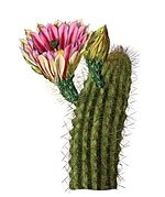 Echinocereus coccineus