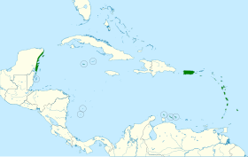 Distribución geográfica del fiofío caribeño.