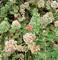 Eriogonum parvifolium