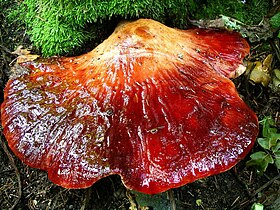 Fistulina hepatica