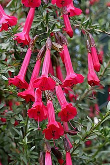 La buxifolia , flor sagrada de los incas.