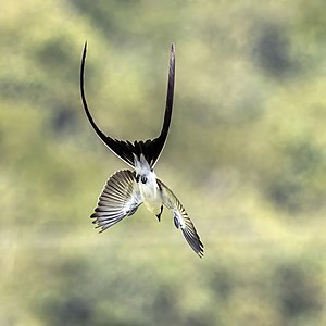 Fork-tailed flycatcher in flight, by Charlesjsharp