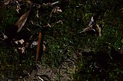 Orfelia fultoni among moss in Anna Ruby Falls, Georgia