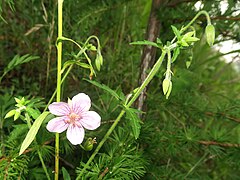 茎に開出するか下向きの粗い毛が生える。左の直立する茎は別植物のもの。