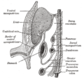 Coupe de l'épiploon et du mésocôlon transverse lors de l'embryogenèse.