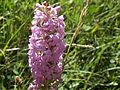 Orchis moucheron, variété avec épi dense densiflora (rare).