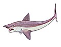 Helicoprion um peixe Comprimento: até 10 m