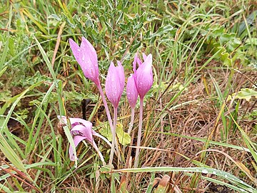 autumn crocus