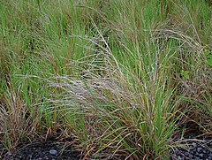 Description de l'image Heteropogon contortus.jpg.