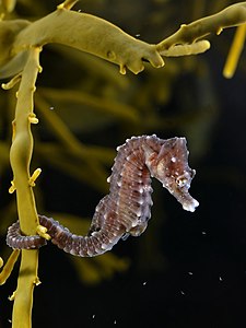 Short-snouted seahorse, by Hans Hillewaert