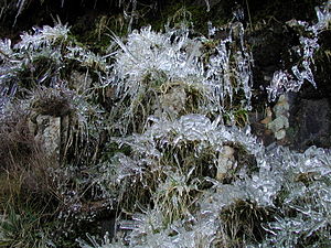 Icicles formed by splashes and wind-blown spray on a hillside, Harlech, Wales (CBO)