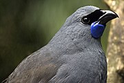 Kōkako by Matt Binns