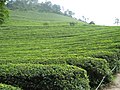 Fields of Green tea, in Korea