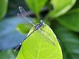 Male, Cairns