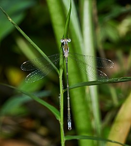 Adult male with pruinescence