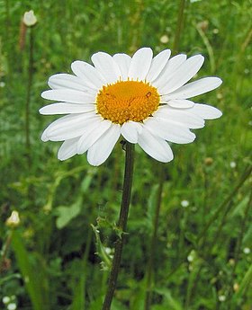 Leucanthemum vulgare.