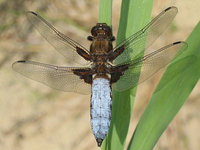 Плоская стрекоза (Libellula depressa)