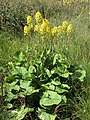 Zlatna jezičnica (lat. Ligularia sibirica)