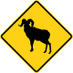 U.S. bighorn sheep crossing.