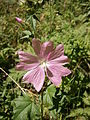 Malva alcea close-up