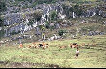 Cattle grazing near Mount Mundo Perdido