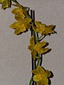 Odontoglossum Geyser Gold