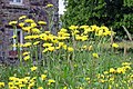 Crepis vesicaria