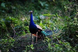 Le Paon bleu est l'oiseau le plus commun dans la région.