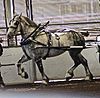 A Percheron in harness