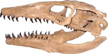 Plioplatecarpus skull