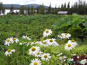 Prästkragar, Lappland