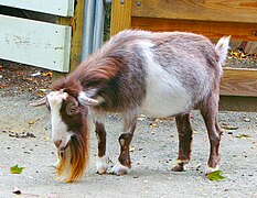 Goat at the petting zoo.