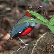 Pitta erythrogaster