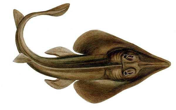 Third-place Cwmhiraeth (submissions) created numerous new articles, primarily on biological species. The Brazilian guitarfish is shown.