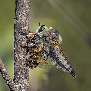 Dysmachus trigonus, by Charlesjsharp