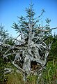 Racines d'arbre tombé et mort ; habitat d'invertébrés spécifique.