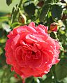 Rosa 'Cherry Girl' por W. Kordes' Söhne.