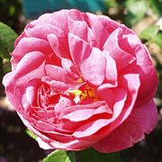 'Président de Sèze', jardin des plantes.