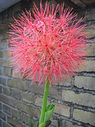 Ombelle de Scadoxus.